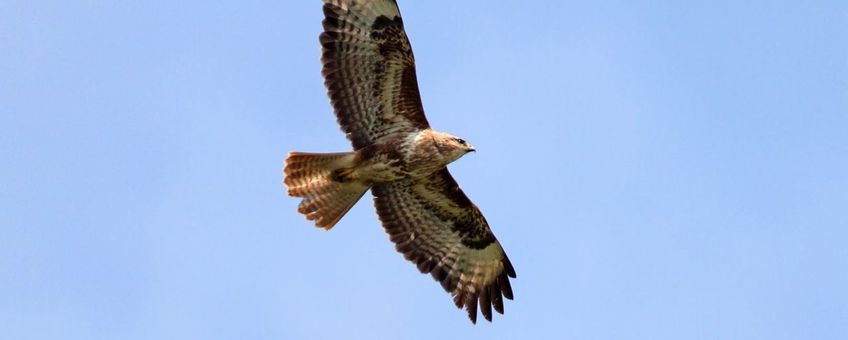 buizerd