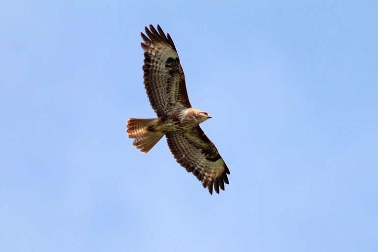 Buizerd