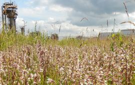 Kars Veling tijdelijke natuur - primair