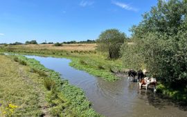 Grote waternavel en Niers