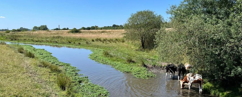 Grote waternavel en Niers