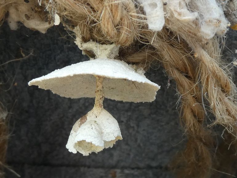 Primair nest van de Aziatische hoornaar, hangend aan het plafond van een mezennestkast