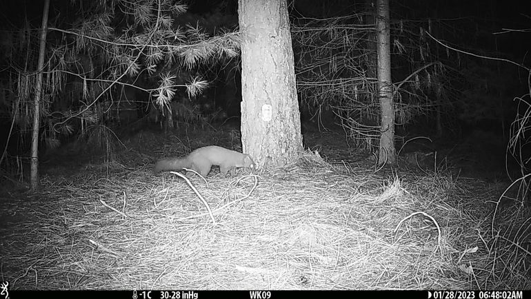 Boommarter vastgelegd met wildcamera in De Malpie