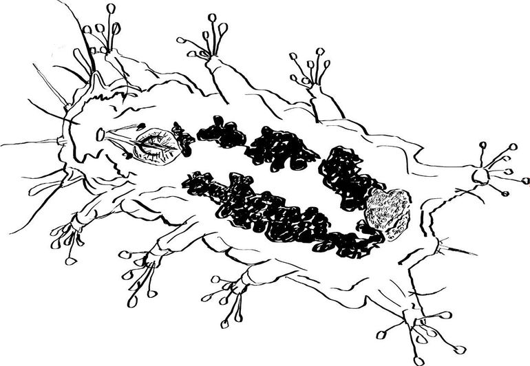 Tekening gemaakt met behulp van microscopiebeelden van een vrouwelijk exemplaar van het nieuwe Nederlandse Beerdiertje Batillipes phreaticus
