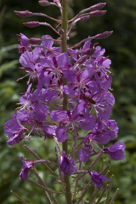 Epilobium angustifolium, Wilgenroosje,