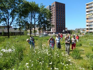 Idylles zijn voor vlinders, bijen en mensen. Betrokkenheid van bijvoorbeeld omwonenden, imkers of IVN-ers is van groot belang