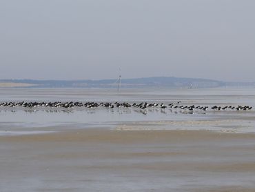 A high-tide refuge of oystercatchers, with a station that signals GPS transmitters in the background