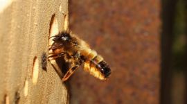 De rosse metselbij (Osmia rufa) stond samen met de gehoornde metselbij voorgaande edities in de top drie van meest voorkomende wilde bijen in de tuin.