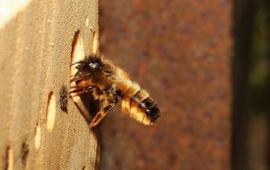 Naturalis Biodiversity Center De rosse metselbij (Osmia rufa) stond samen met de gehoornde metselbij voorgaande edities in de top drie van meest voorkomende wilde bijen in de tuin.