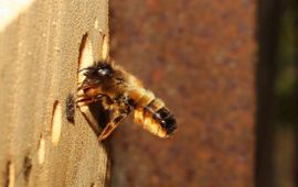 De rosse metselbij (Osmia rufa) stond samen met de gehoornde metselbij voorgaande edities in de top drie van meest voorkomende wilde bijen in de tuin.