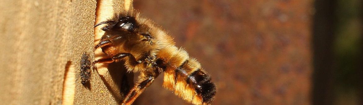 De rosse metselbij (Osmia rufa) stond samen met de gehoornde metselbij voorgaande edities in de top drie van meest voorkomende wilde bijen in de tuin.