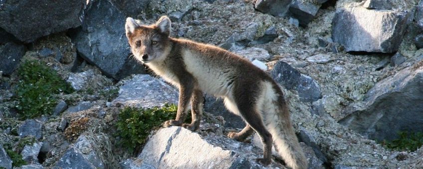 Vulpes lagopus. Poolvos