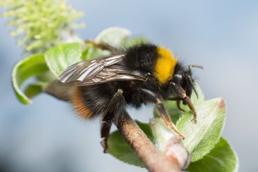 Weidehommel (Bombus pratorum)