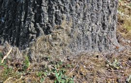 Eikenprocessierups rupsen graven zich in aan de voet van de boom