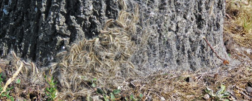 Eikenprocessierups rupsen graven zich in aan de voet van de boom