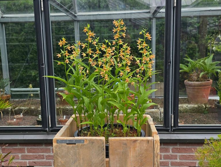 Epipactis thunbergii in Leidse Hortus