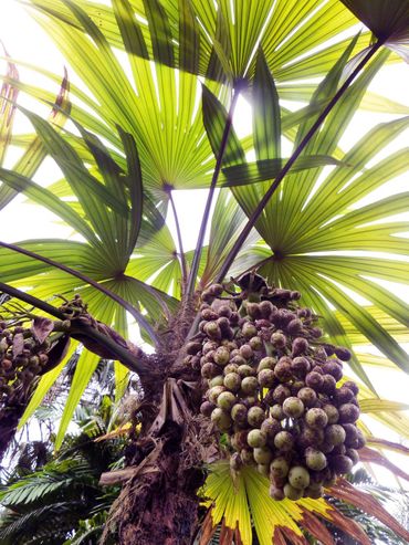 Vruchten aan de palm Cryosophila warscewiczii