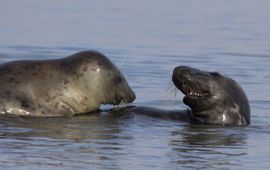 Halichoerus grypus. Grijze zeehond