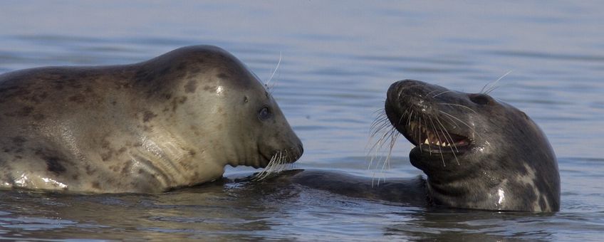 Halichoerus grypus. Grijze zeehond