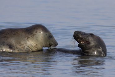 Grijze zeehond