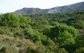 Bosgebied in Cadiz, Spanje