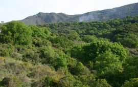 Dirk Hilbers (Saxifraga) Bosgebied in Cadiz, Spanje