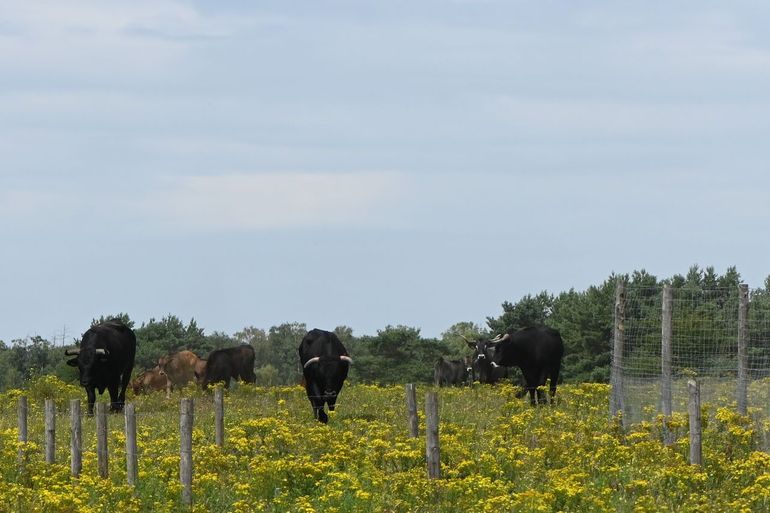 De nieuwste experimenten op de Mossel gaan over de impact van begrazing en voedingsstoffen zoals stikstof op graslanden. Daarom staan er op bepaalde plekken exclosures om grazers te weren. De Mossel is het Nederlandse onderdeel van het wereldwijde Nutrient Network (NutNet) met meer dan 130 locaties