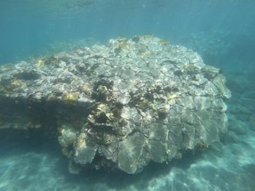 This old artificial reef was visibly manmade with smooth basalt blocks cemented together
