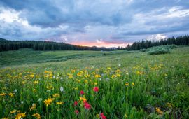 grassland; grasland