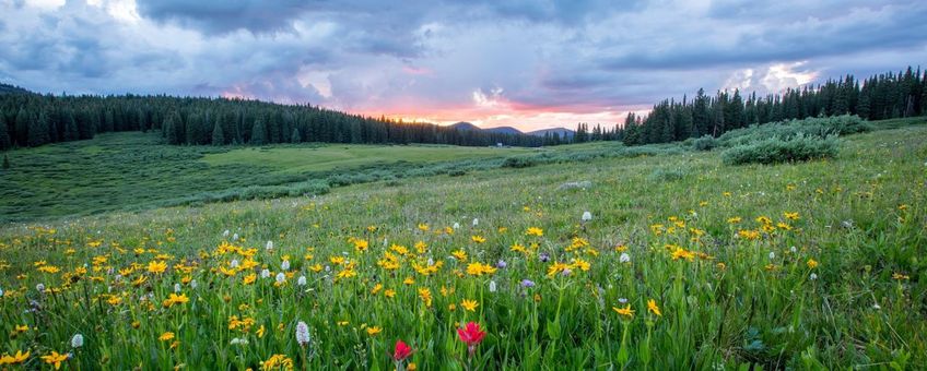 grassland; grasland