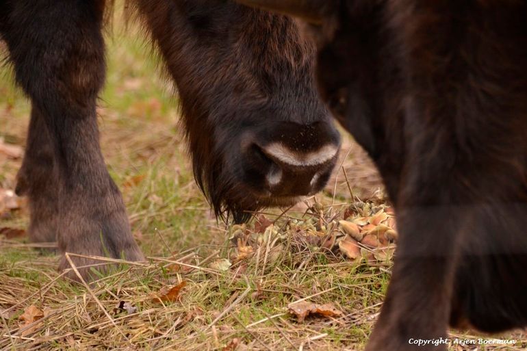 Wisent eet van zwavelkopje