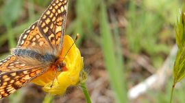 Moerasparelmoervlinder - primair