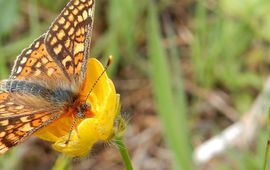 Moerasparelmoervlinder - primair