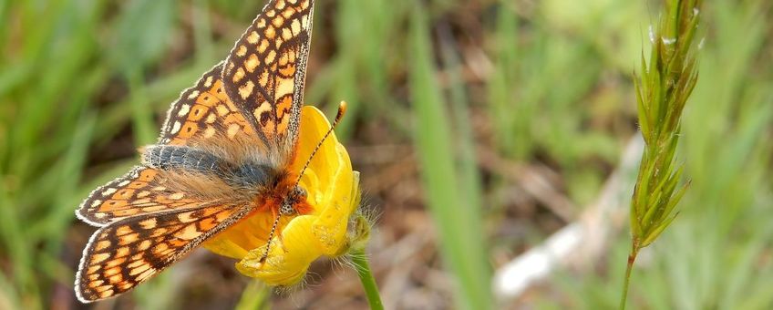 Moerasparelmoervlinder - primair