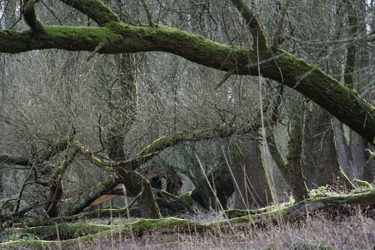 Oud ooibos in de Millingerwaard