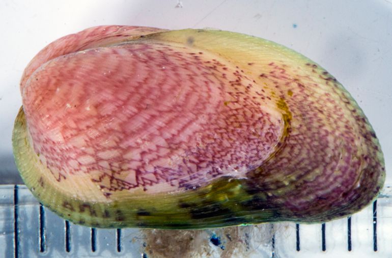 In vitro foto van de Gemarmerde streepschelp  (Musculus subpictus)  uit het Grevelingenmeer 