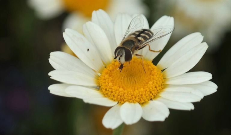 Halvemaanzweefvlieg op margriet