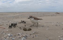 Johan Krol Een strandplevier loopt op het strand van Ameland naar zijn nest om te gaan broeden. De foto is in het kader van nestonderzoek en op een zorgvuldige manier gemaakt. Foto: Johan Krol