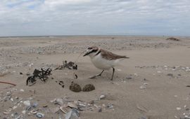 Een strandplevier loopt op het strand van Ameland naar zijn nest om te gaan broeden. De foto is in het kader van nestonderzoek en op een zorgvuldige manier gemaakt. Foto: Johan Krol