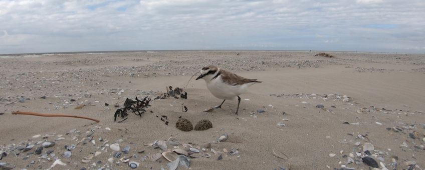 Een strandplevier loopt op het strand van Ameland naar zijn nest om te gaan broeden. De foto is in het kader van nestonderzoek en op een zorgvuldige manier gemaakt. Foto: Johan Krol