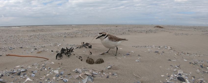 Een strandplevier loopt op het strand van Ameland naar zijn nest om te gaan broeden. De foto is in het kader van nestonderzoek en op een zorgvuldige manier gemaakt. Foto: Johan Krol