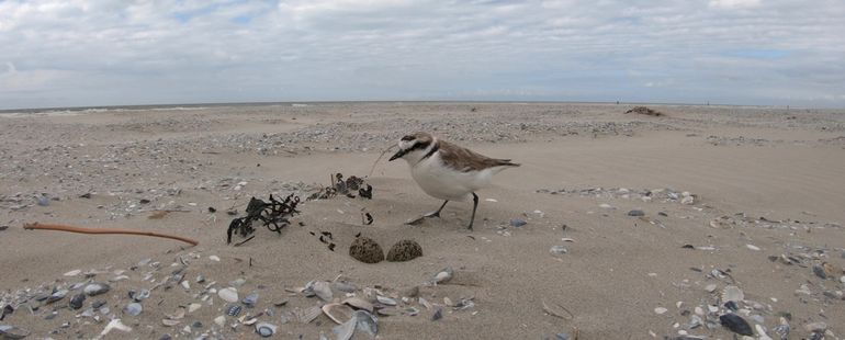 Een strandplevier loopt op het strand van Ameland naar zijn nest om te gaan broeden