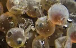 Eind maart, en dat is uitzonderlijk laat dit jaar, zijn er in het Grevelingenmeer nog geboortes van Zeedonderpadjes waargenomen