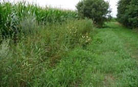 Stip Hellaman Vindplaats Calycellina spiraeae
