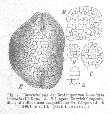 Broedschijfje halvemaantjesmos