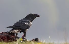 Bildagentur Zoonar raaf op kadaver, gespiegeld