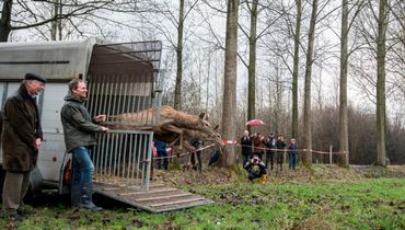 Terugkeer edelhert in Het Groene Woud