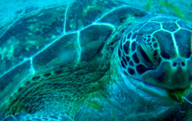 Green sea turtle