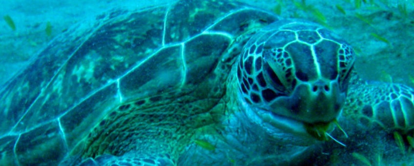 Green sea turtle