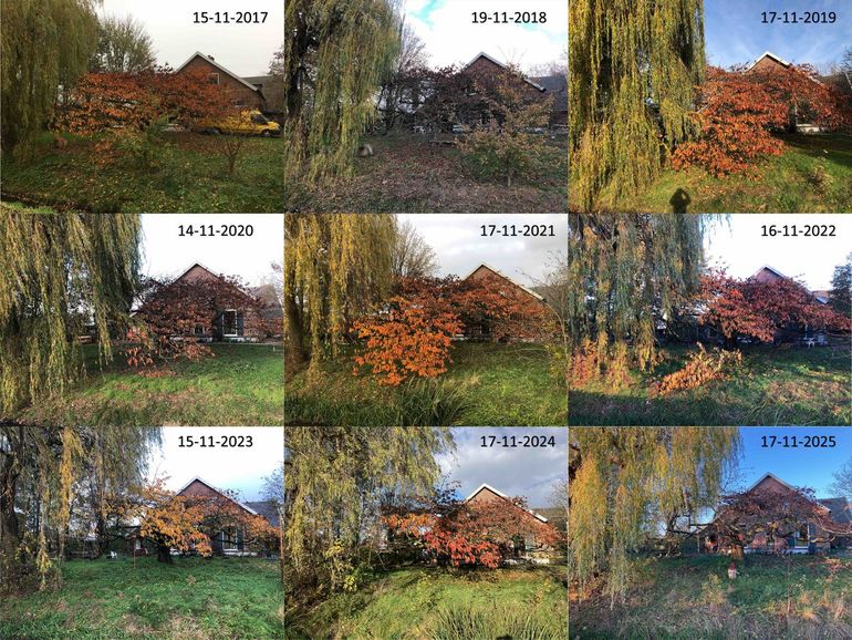 Figuur 11: Stand van bladverkleuring en bladval van een sierkers in Bennekom rond 17 november in de jaren 2017 tot en met 2025
